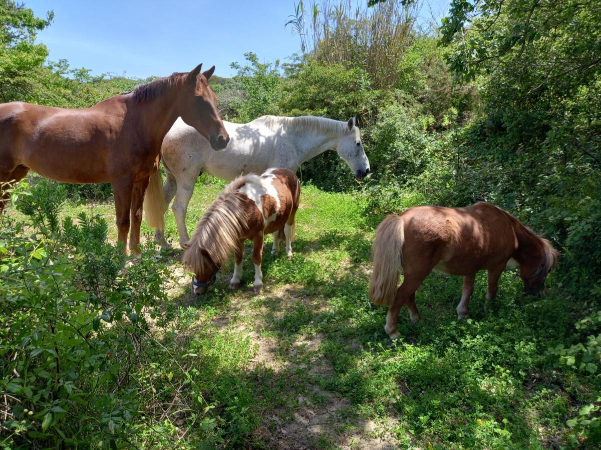 Casinha De Campo- Quintinha Dos Cavalos- Arruda Dos Vinhos Esterno foto